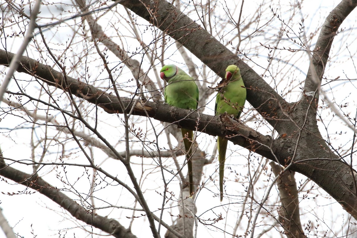 Rose-ringed Parakeet - Atsushi Shimazaki