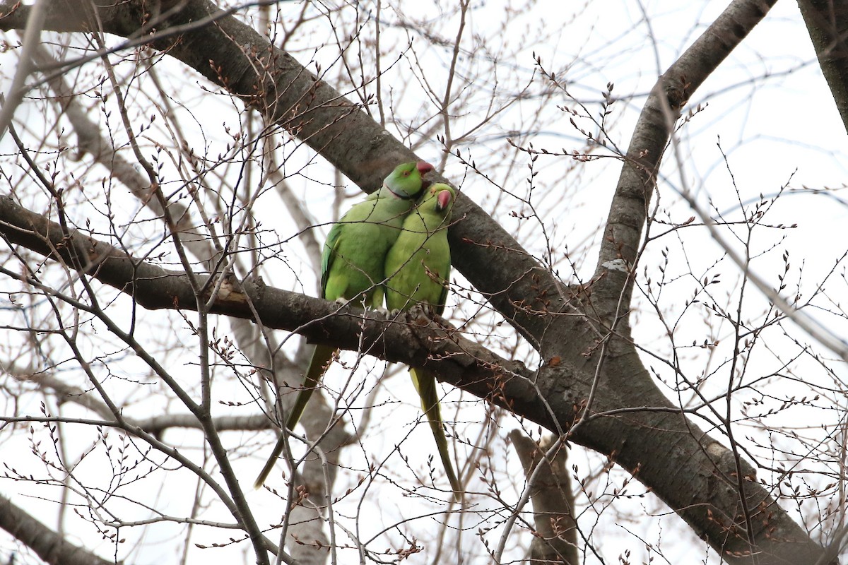 Rose-ringed Parakeet - ML398557571