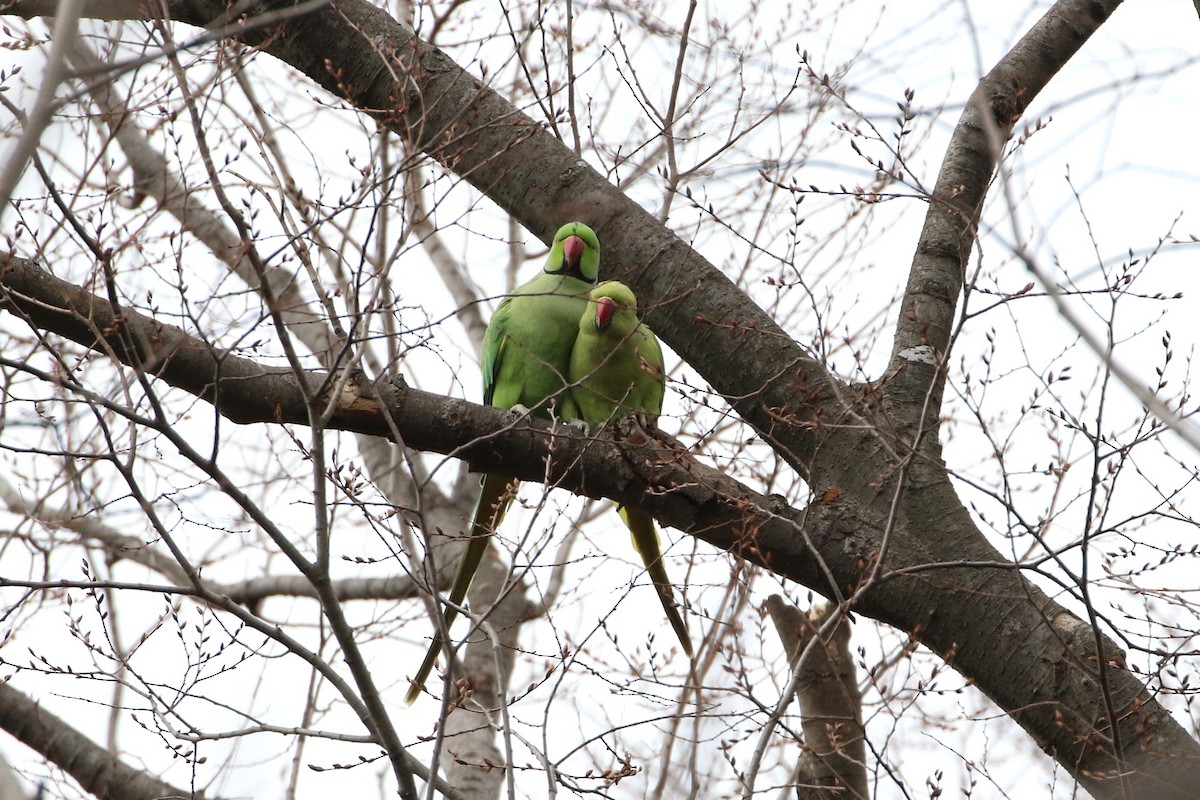 Rose-ringed Parakeet - ML398557581