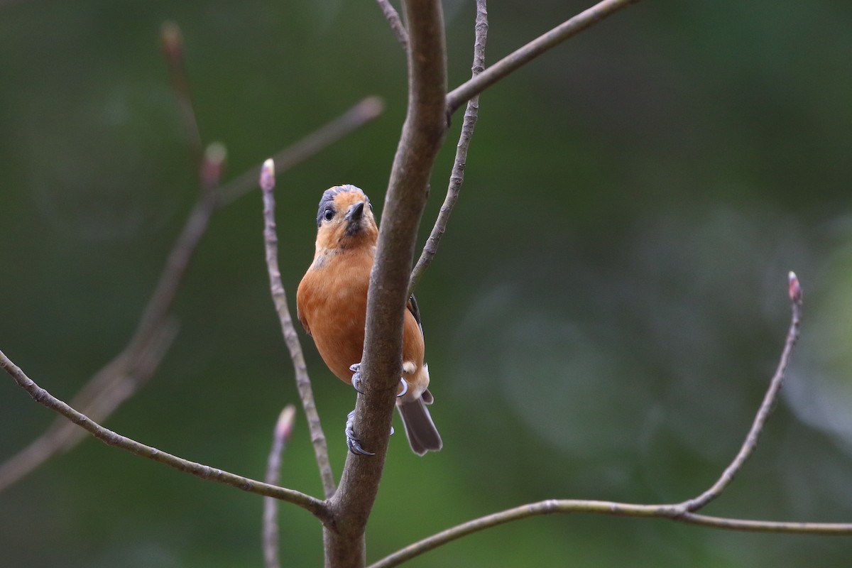 Varied Tit - ML398557641