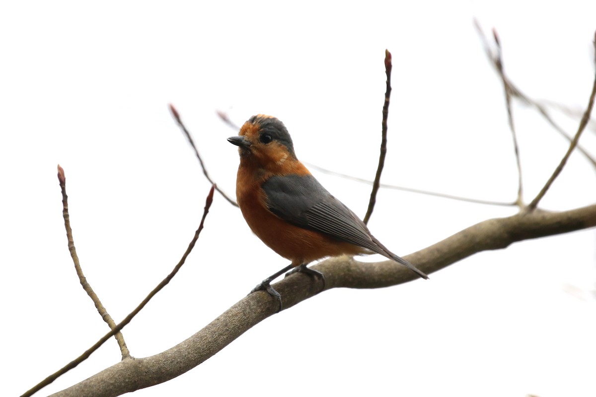 Varied Tit - Atsushi Shimazaki