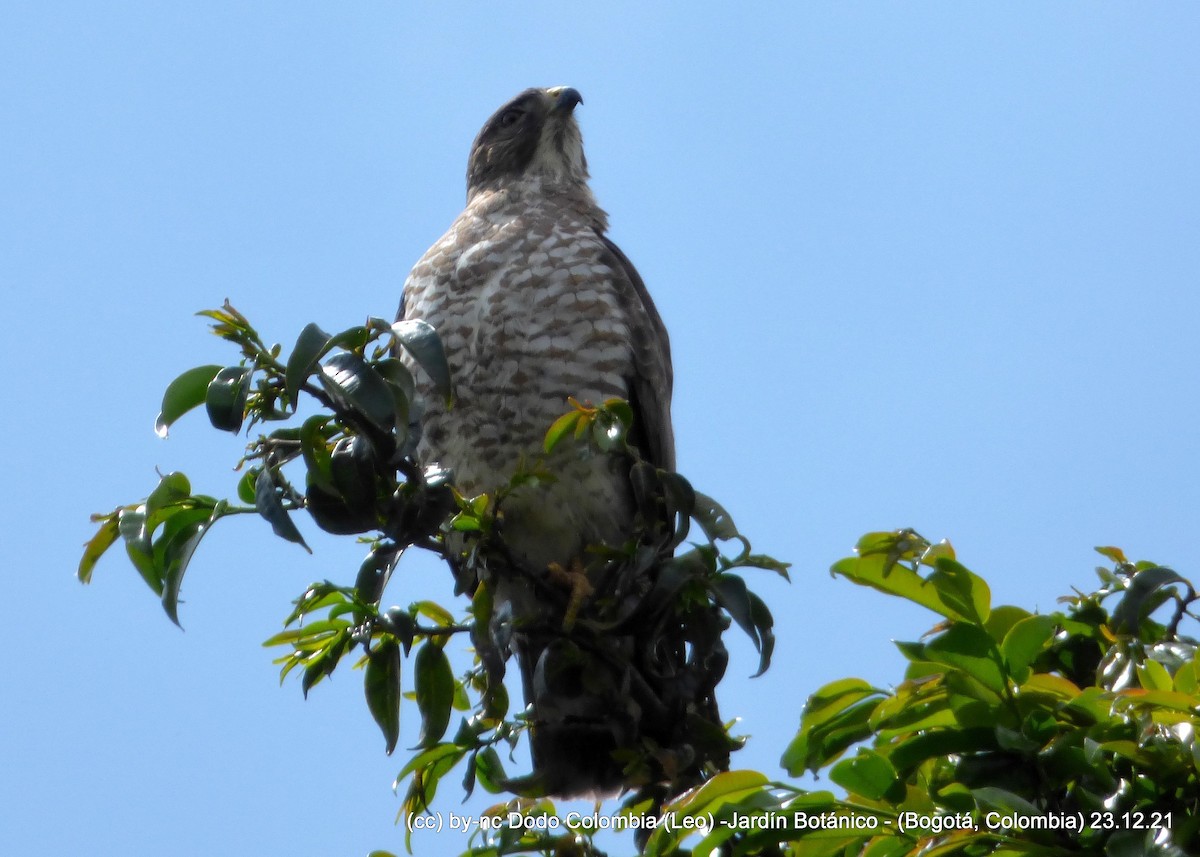 Broad-winged Hawk - Leonardo Ortega (Dodo Colombia)