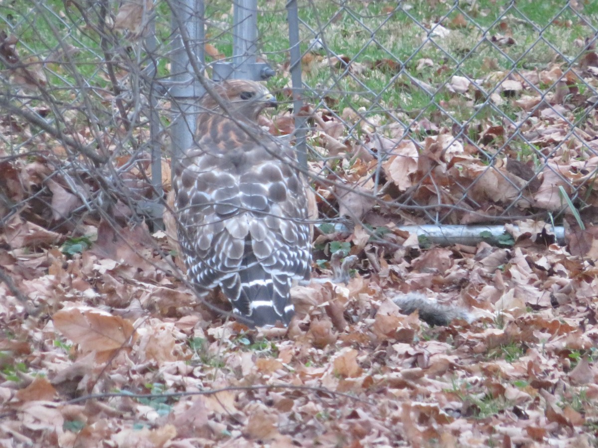 Красноплечий канюк - ML398559791