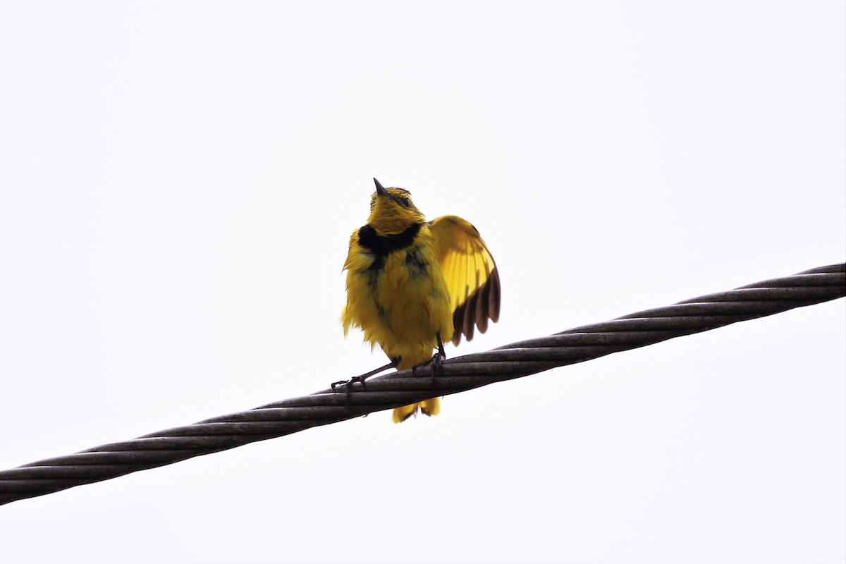 Pipit doré - ML398560371