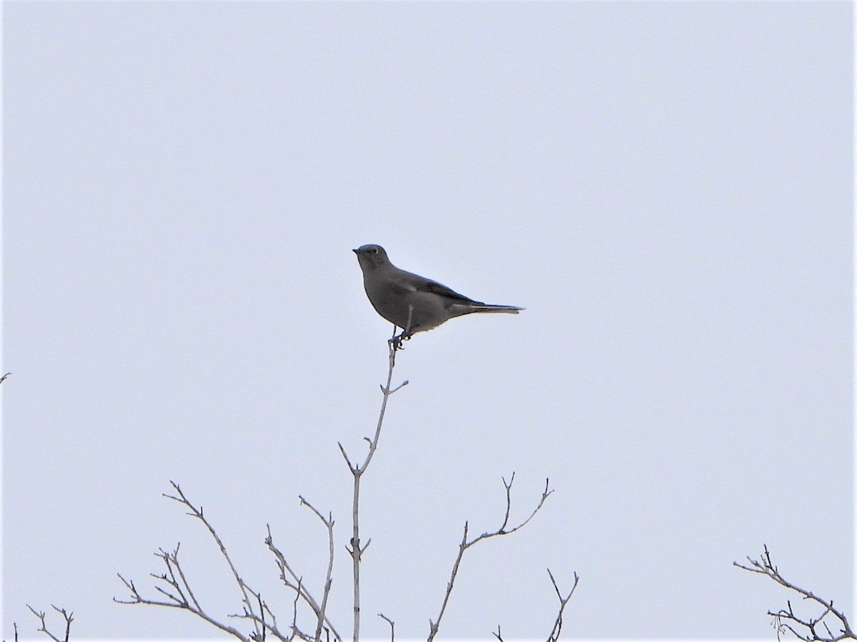 Townsend's Solitaire - ML398560691