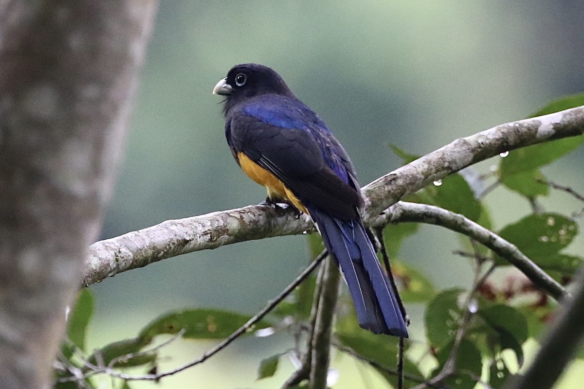White-tailed Trogon - Lisa Carol Wolf
