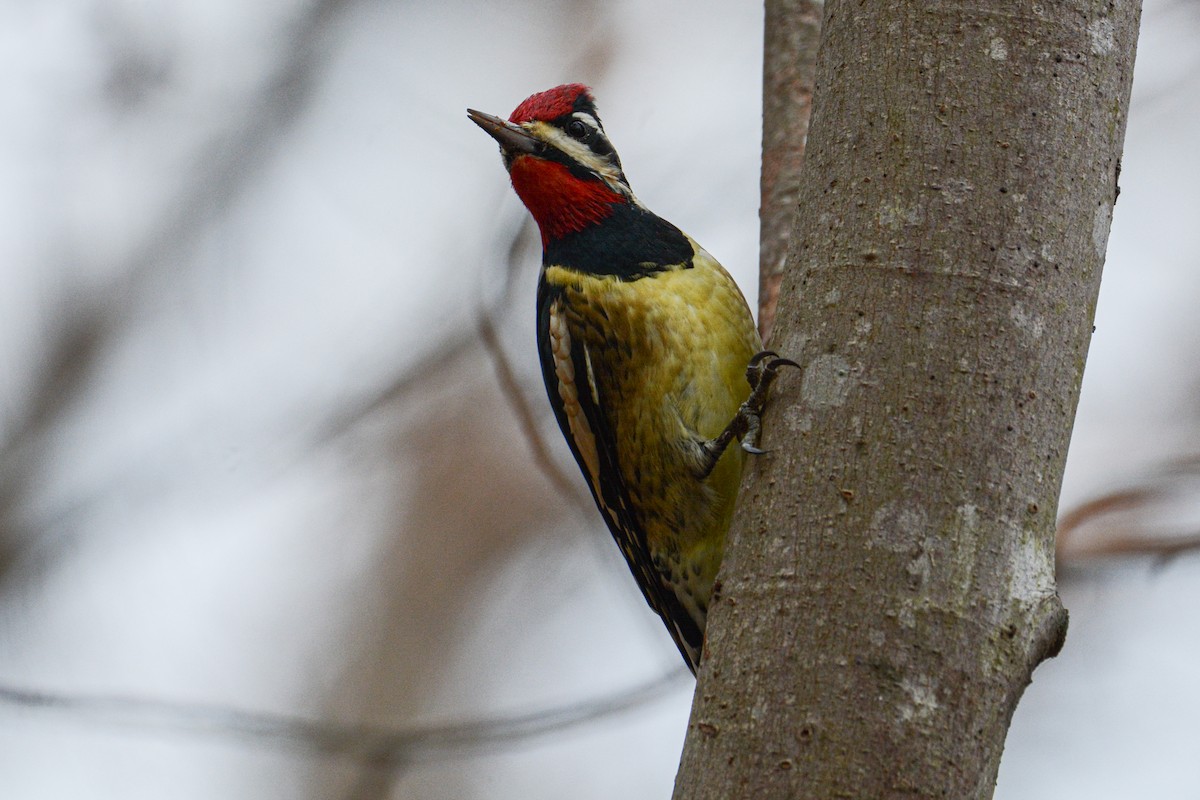 Yellow-bellied Sapsucker - ML398561091