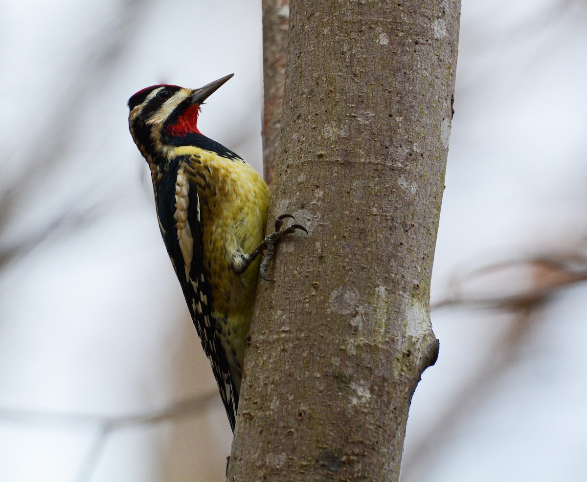 Yellow-bellied Sapsucker - ML398561101