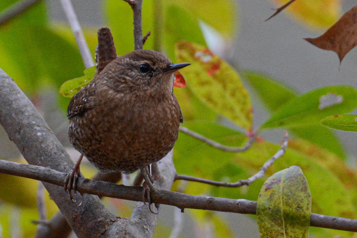 Winter Wren - ML398561131