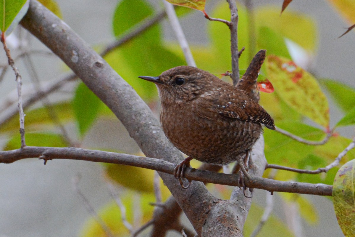 Winter Wren - ML398561141