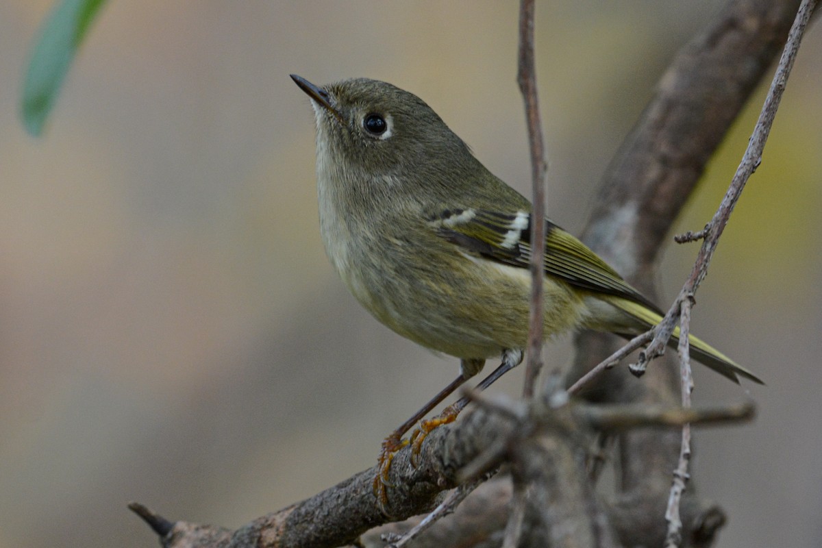 Ruby-crowned Kinglet - ML398561251