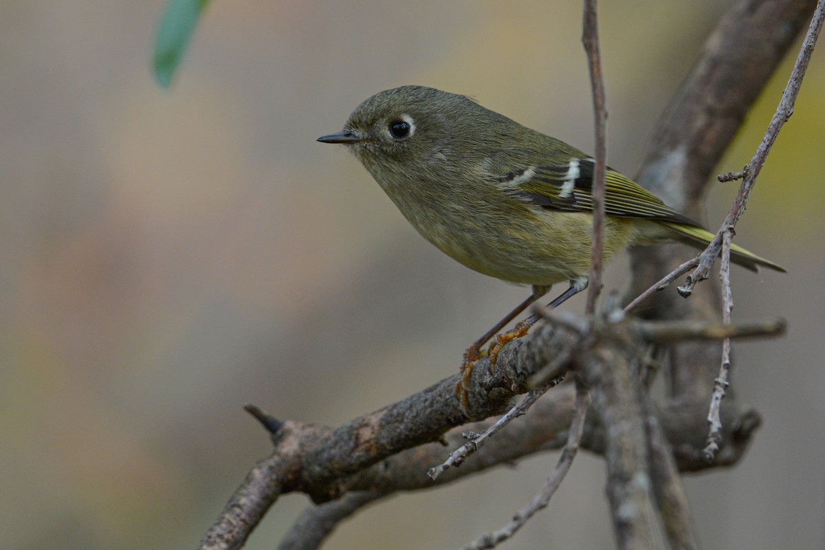 Ruby-crowned Kinglet - ML398561261