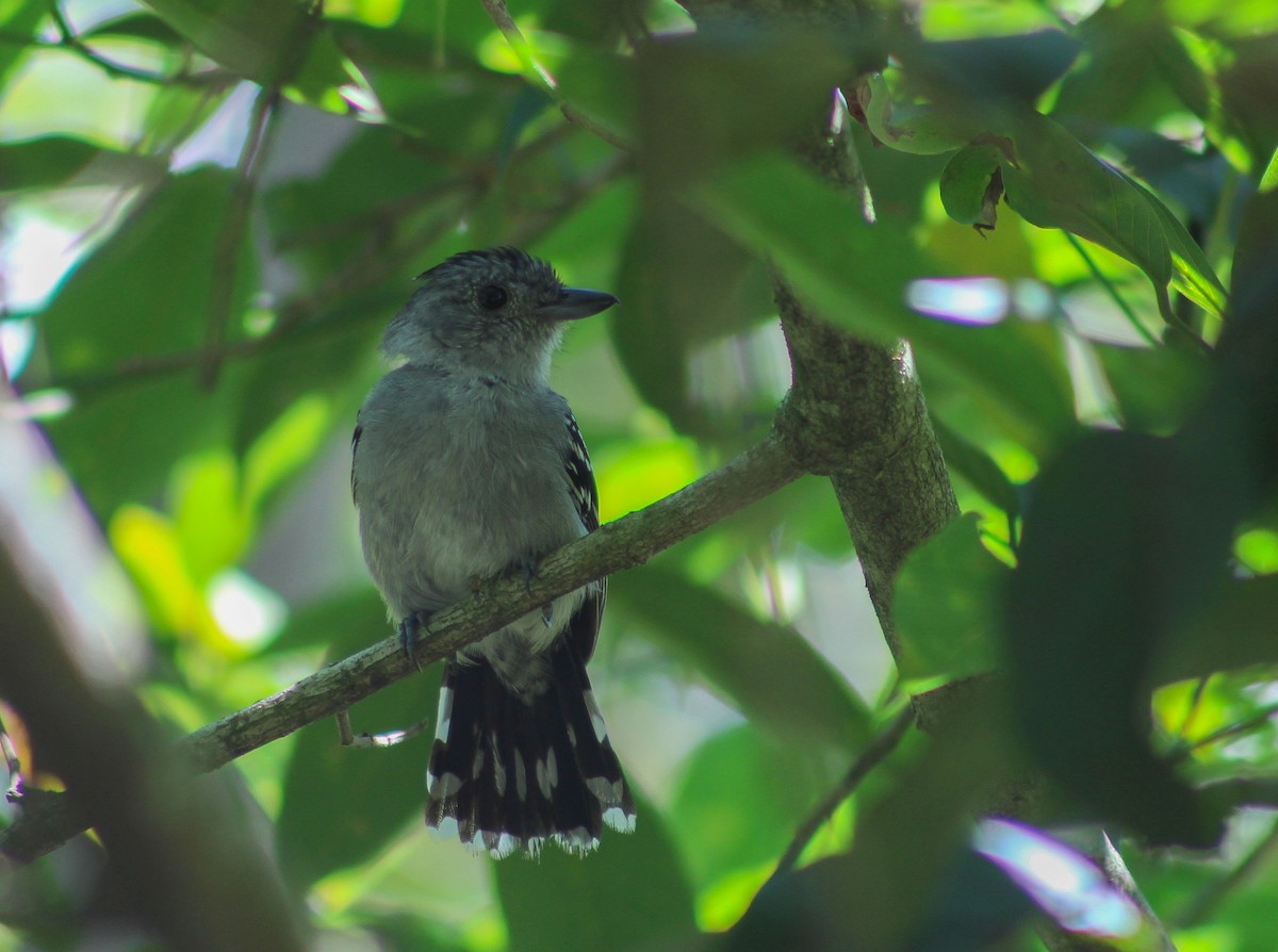 Sooretama Slaty-Antshrike - Gustavo Quintanilha