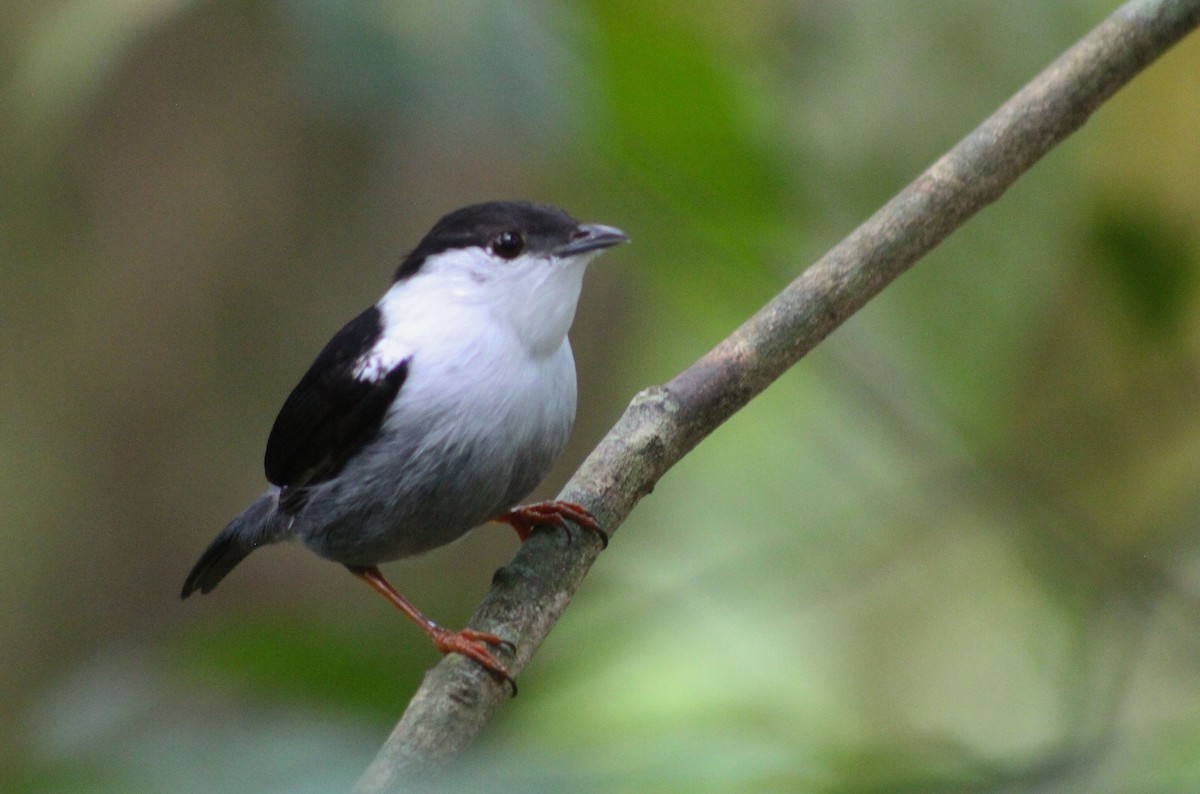 White-bearded Manakin - ML398561871