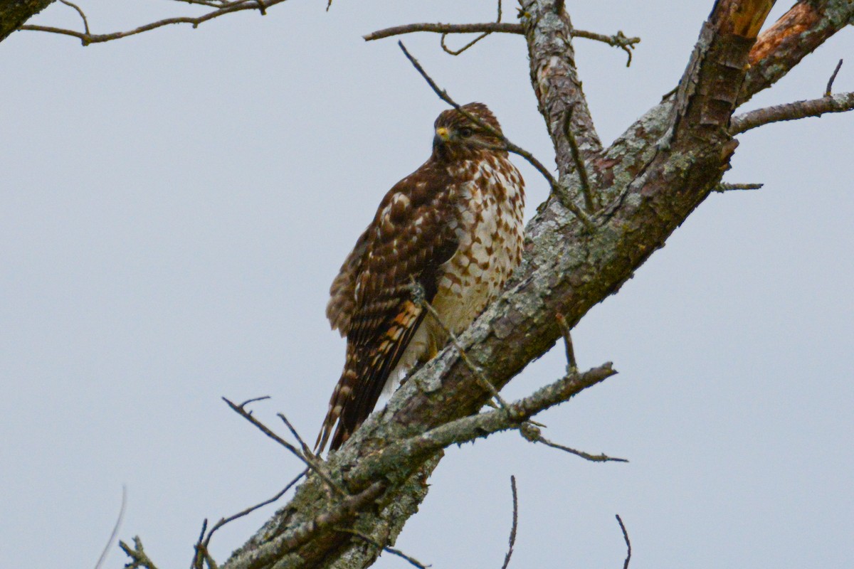 Red-shouldered Hawk - ML398563041