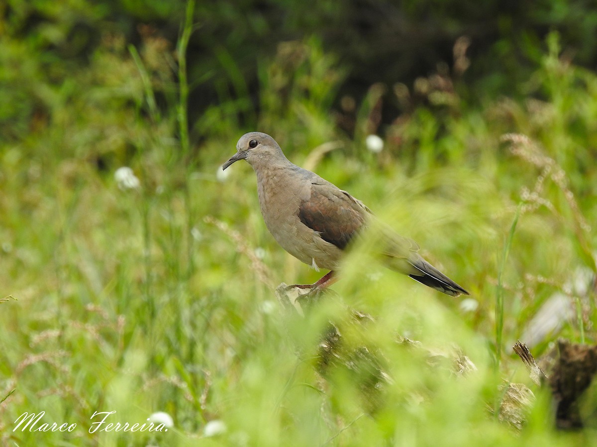 Paloma montaraz sp. - ML398563731