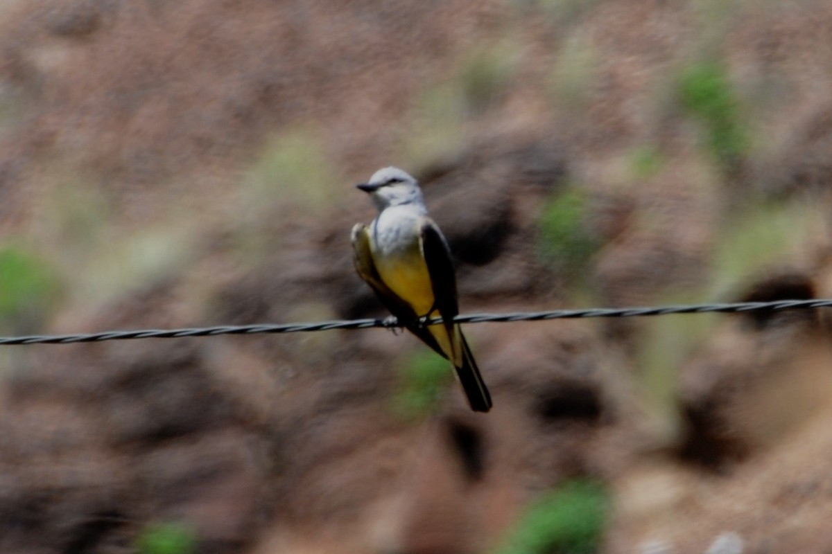 Western Kingbird - ML39856391