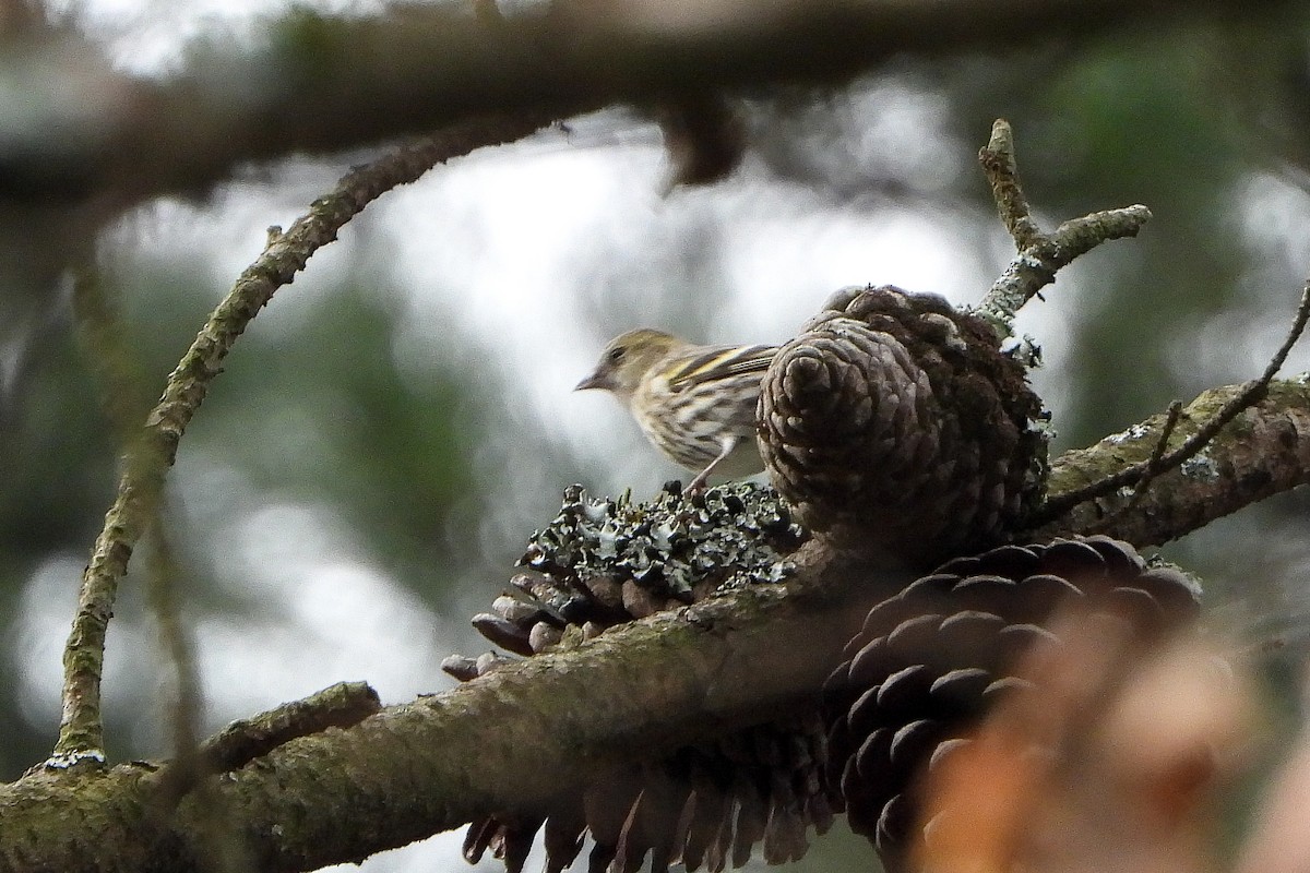 Eurasian Siskin - ML398564101