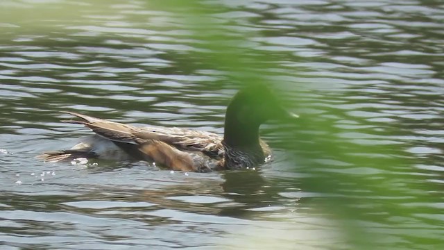 Canard de Chiloé - ML398565721