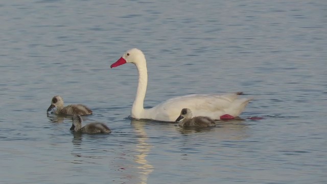 Coscoroba Swan - ML398565791