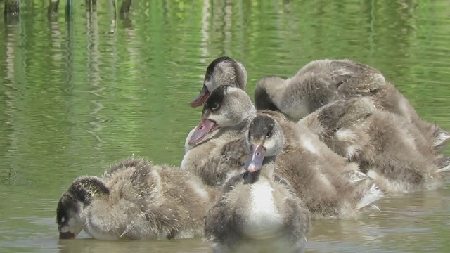 Coscoroba Swan - ML398565821