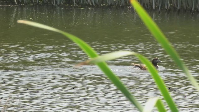 Canard de Chiloé - ML398565841