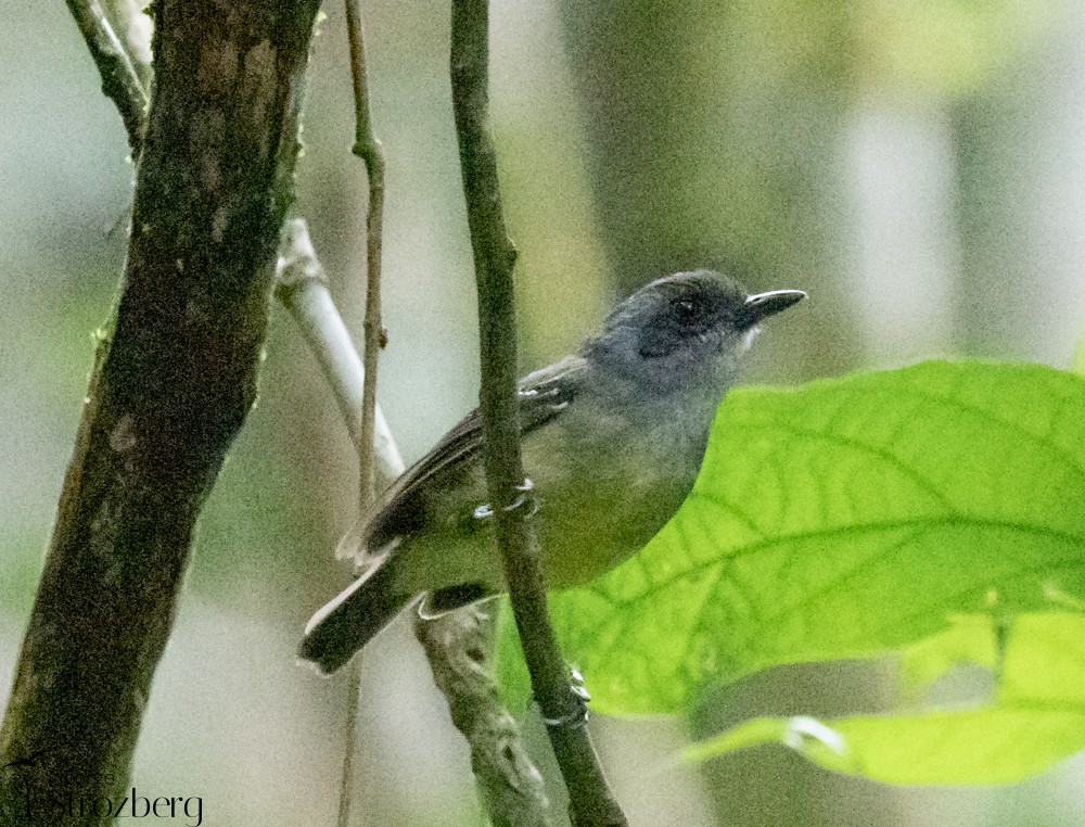 Plain Antvireo - ML398567471