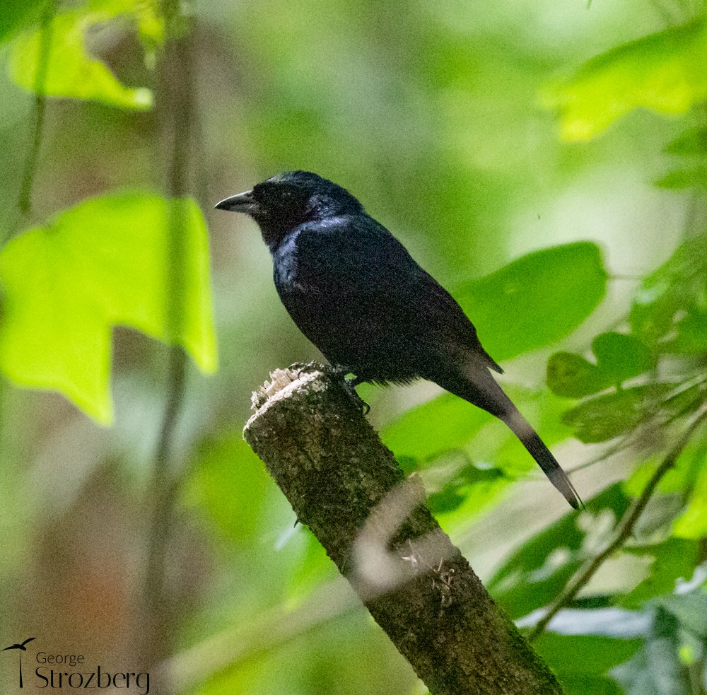 Ruby-crowned Tanager - ML398567571