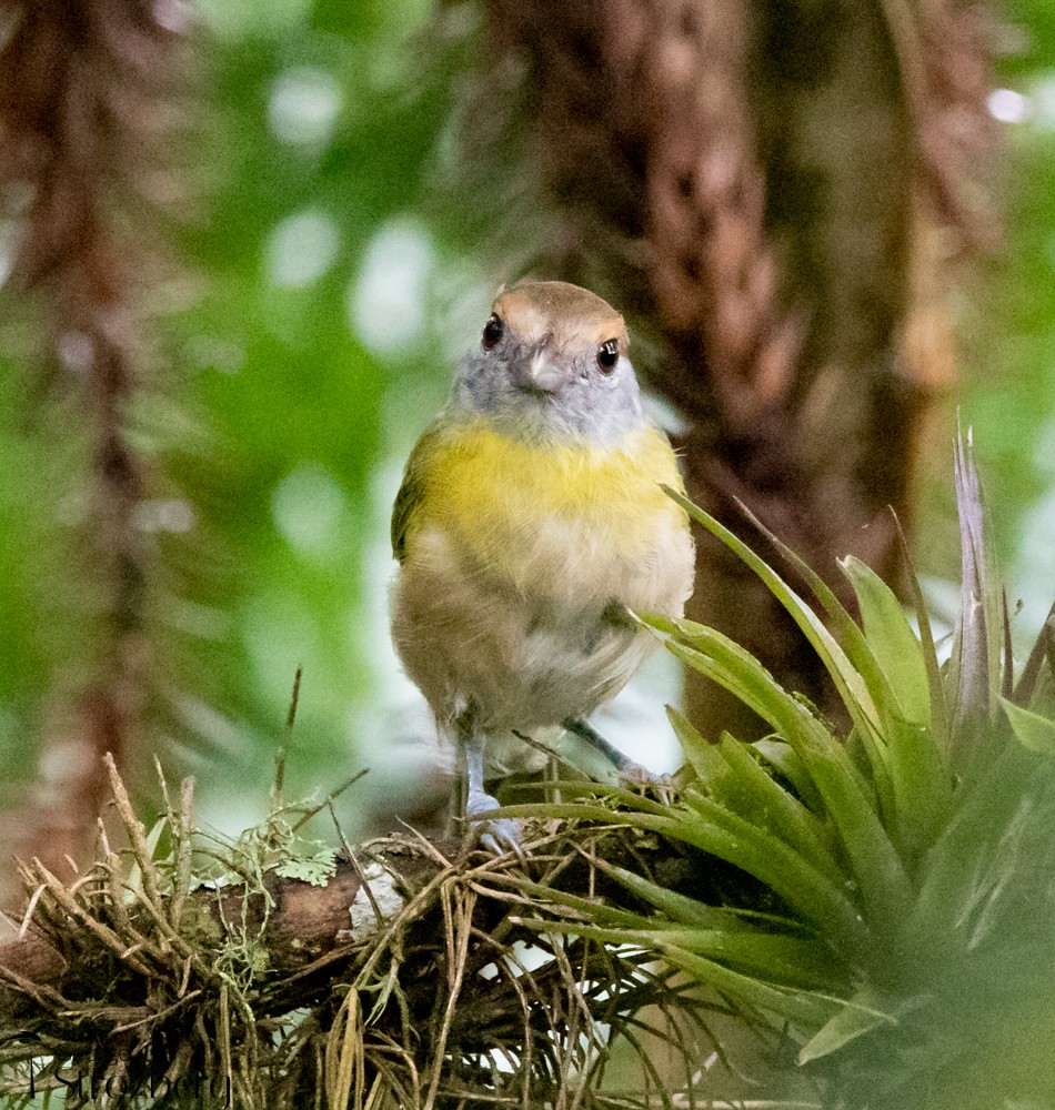 Rufous-browed Peppershrike - George Strozberg