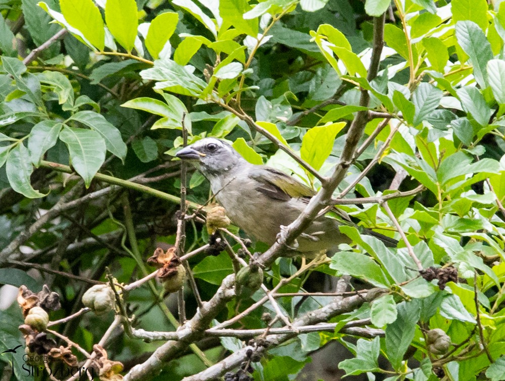 Green-winged Saltator - George Strozberg