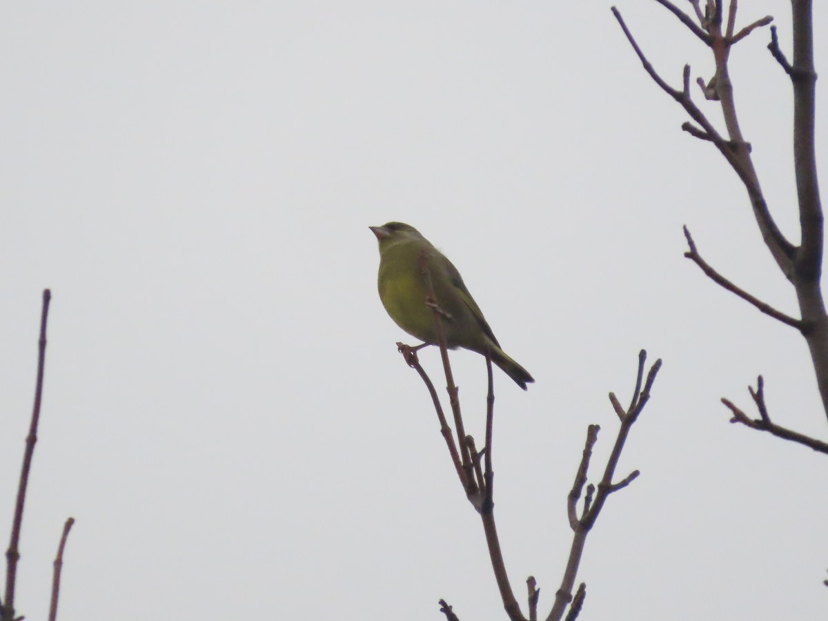 European Greenfinch - ML398569781