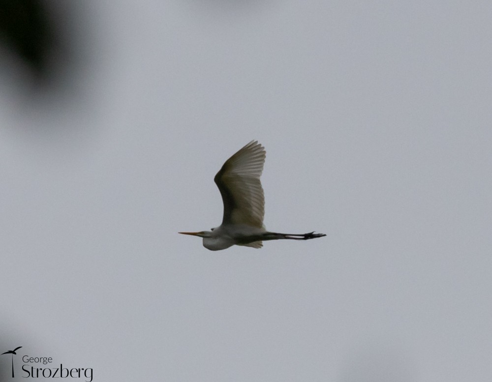 Great Egret - George Strozberg