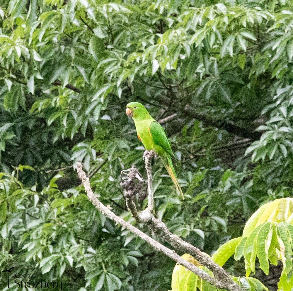 White-eyed Parakeet - George Strozberg