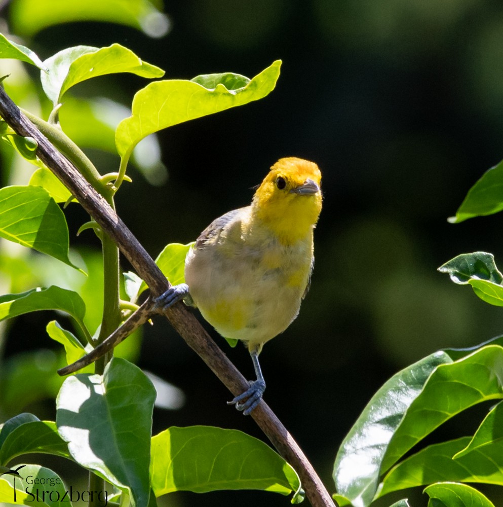 Orange-headed Tanager - ML398570931