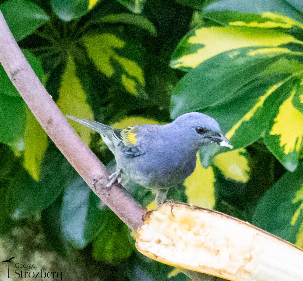 Golden-chevroned Tanager - ML398570981