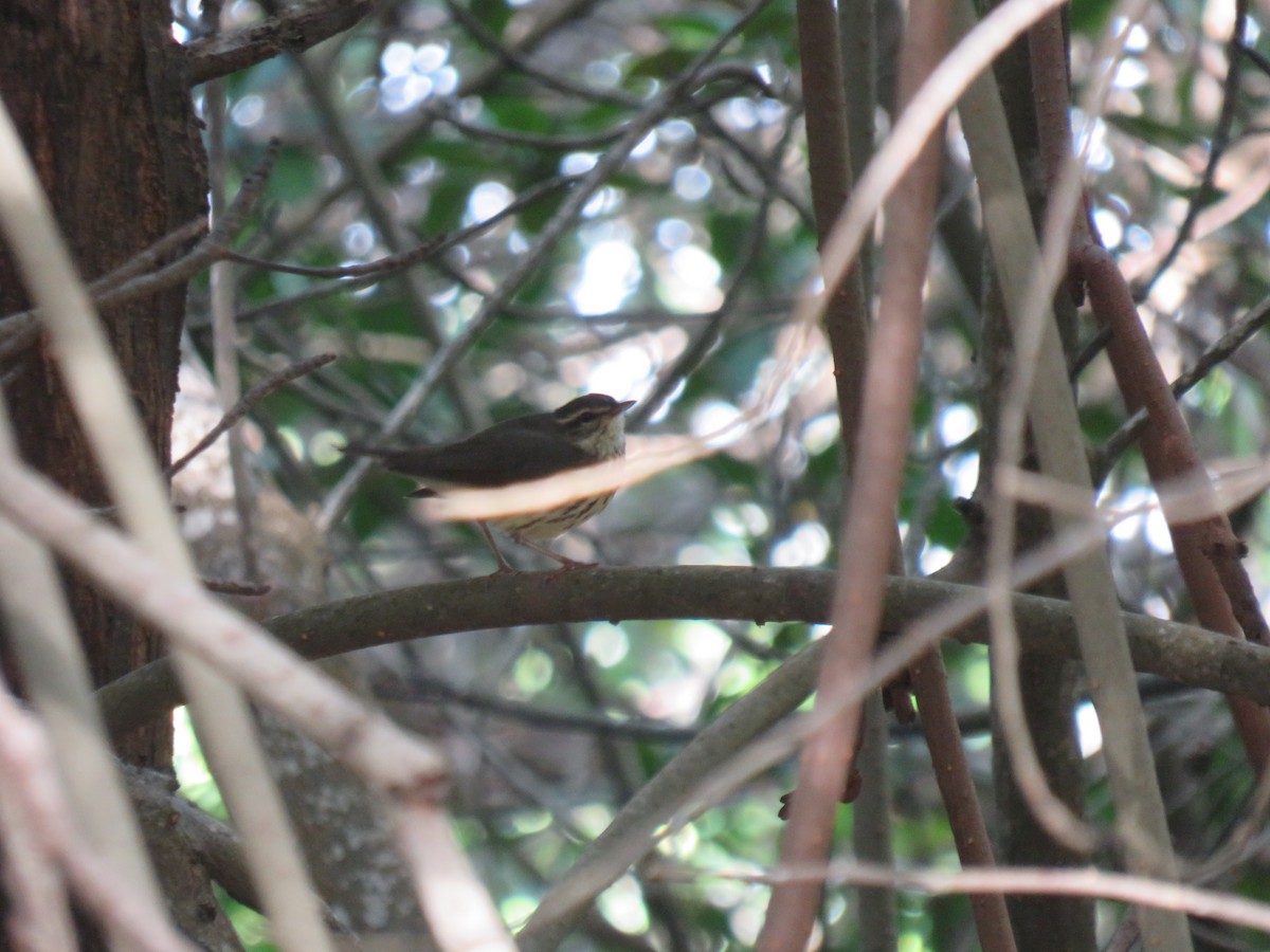 Northern Waterthrush - ML398571161