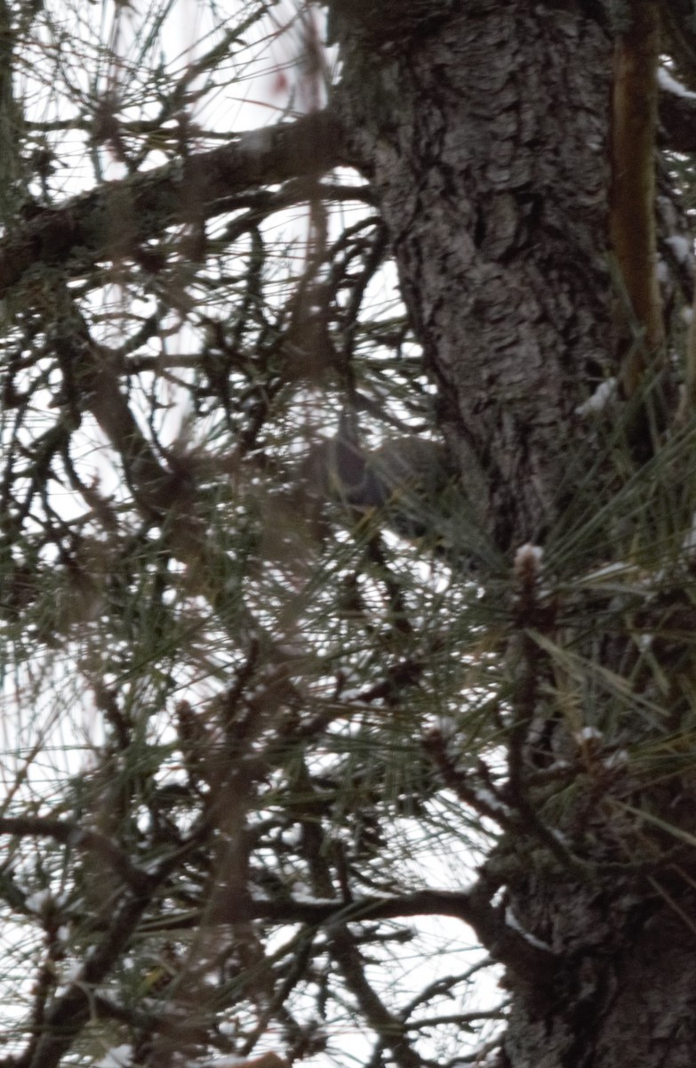 Yellow-bellied Sapsucker - ML398572391