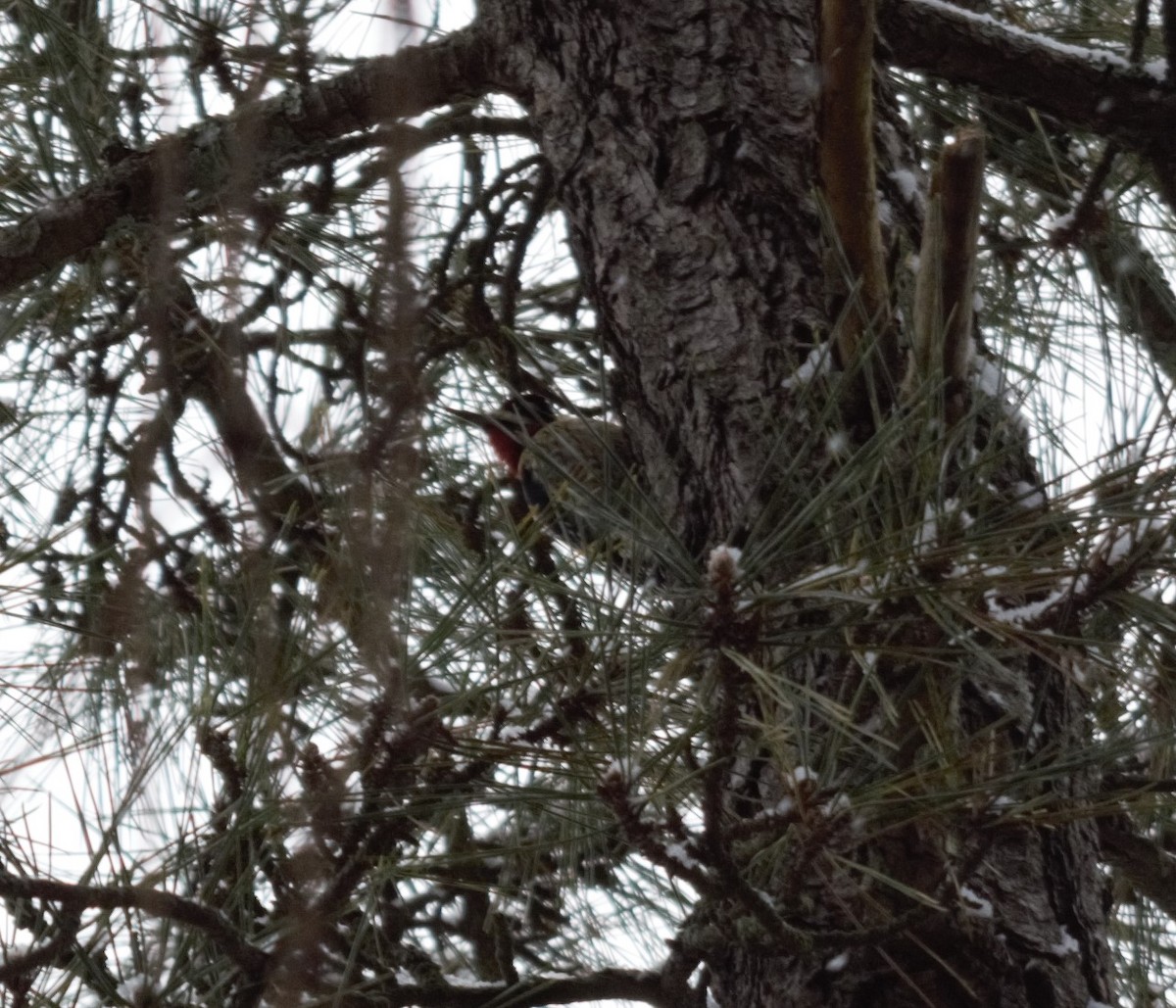 Yellow-bellied Sapsucker - ML398572401