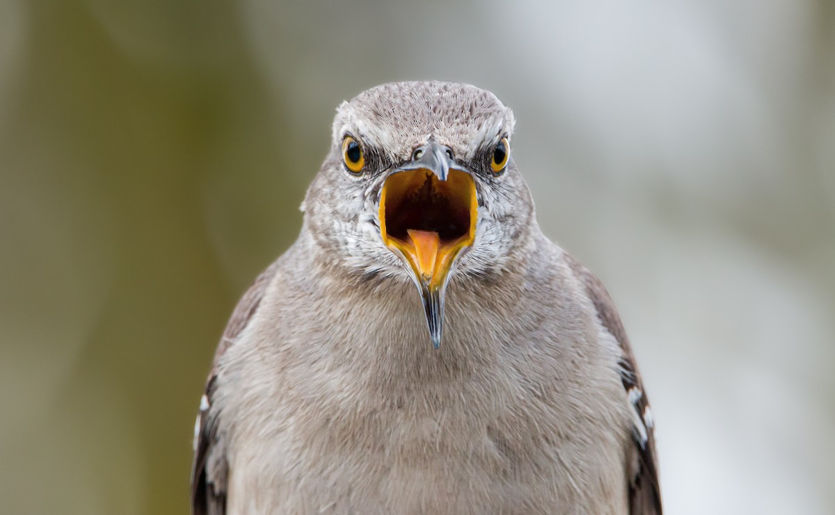 Northern Mockingbird - ML398572421