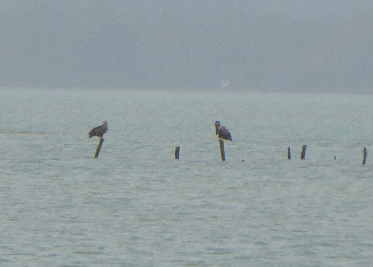 White-tailed Eagle - ML398572841