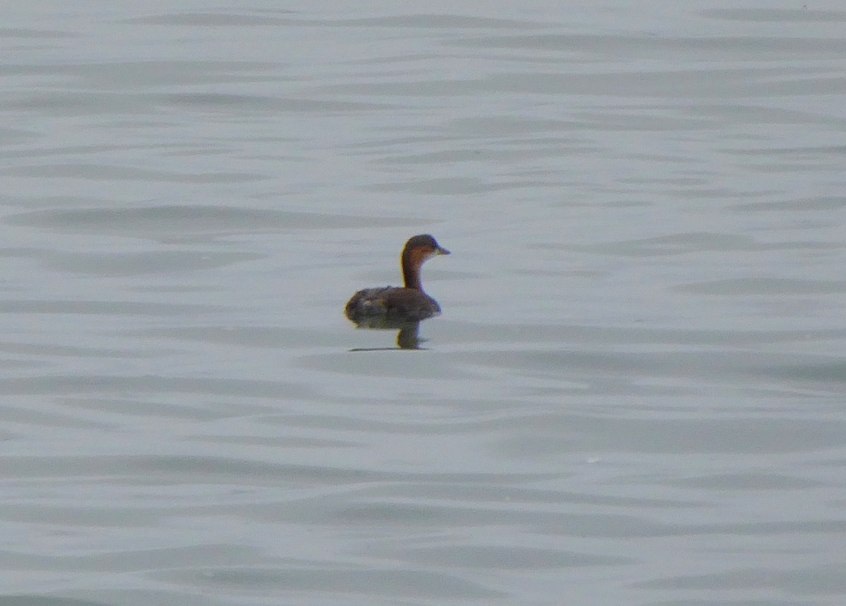 Little Grebe - ML398572901