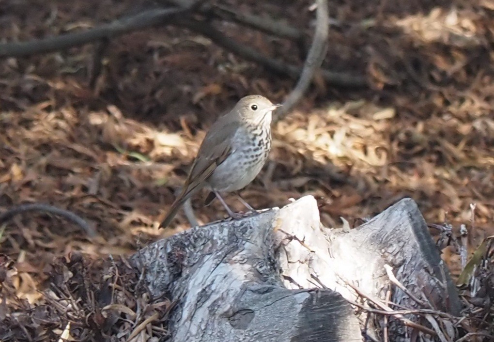 Hermit Thrush - ML398573271