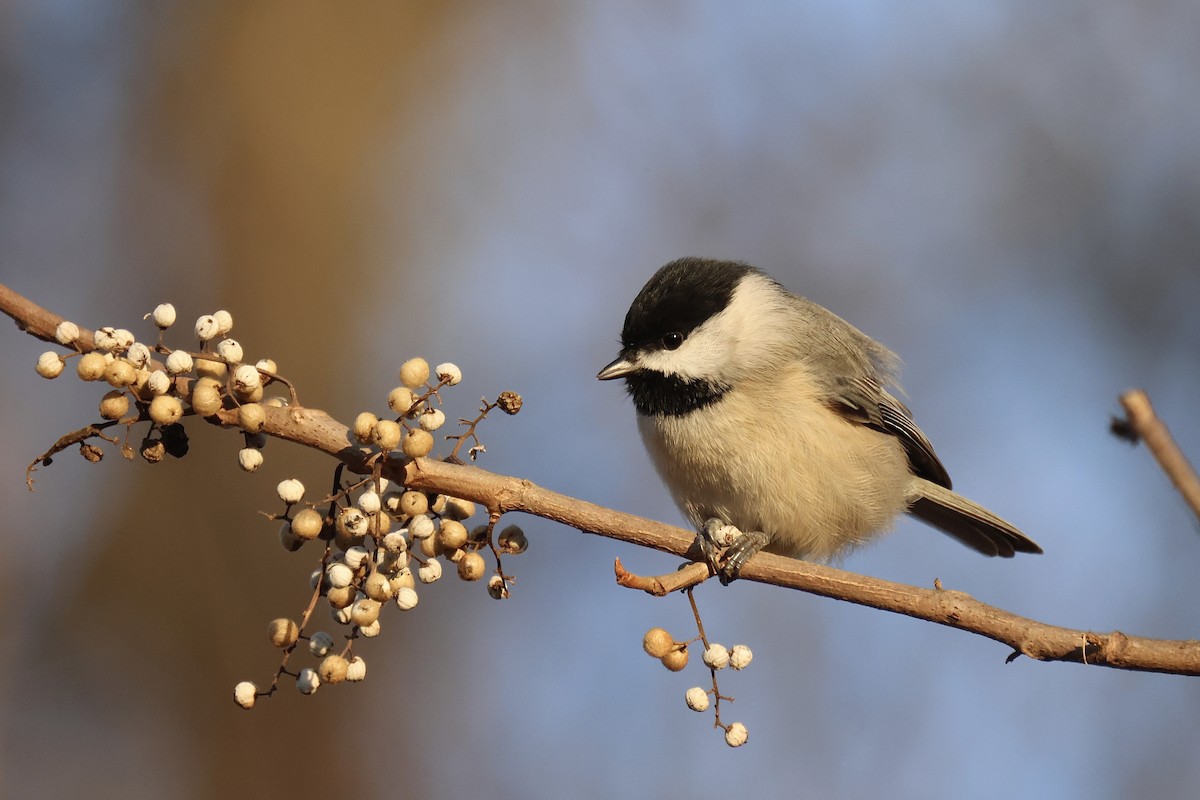 Carolina Chickadee - Andy Wilson