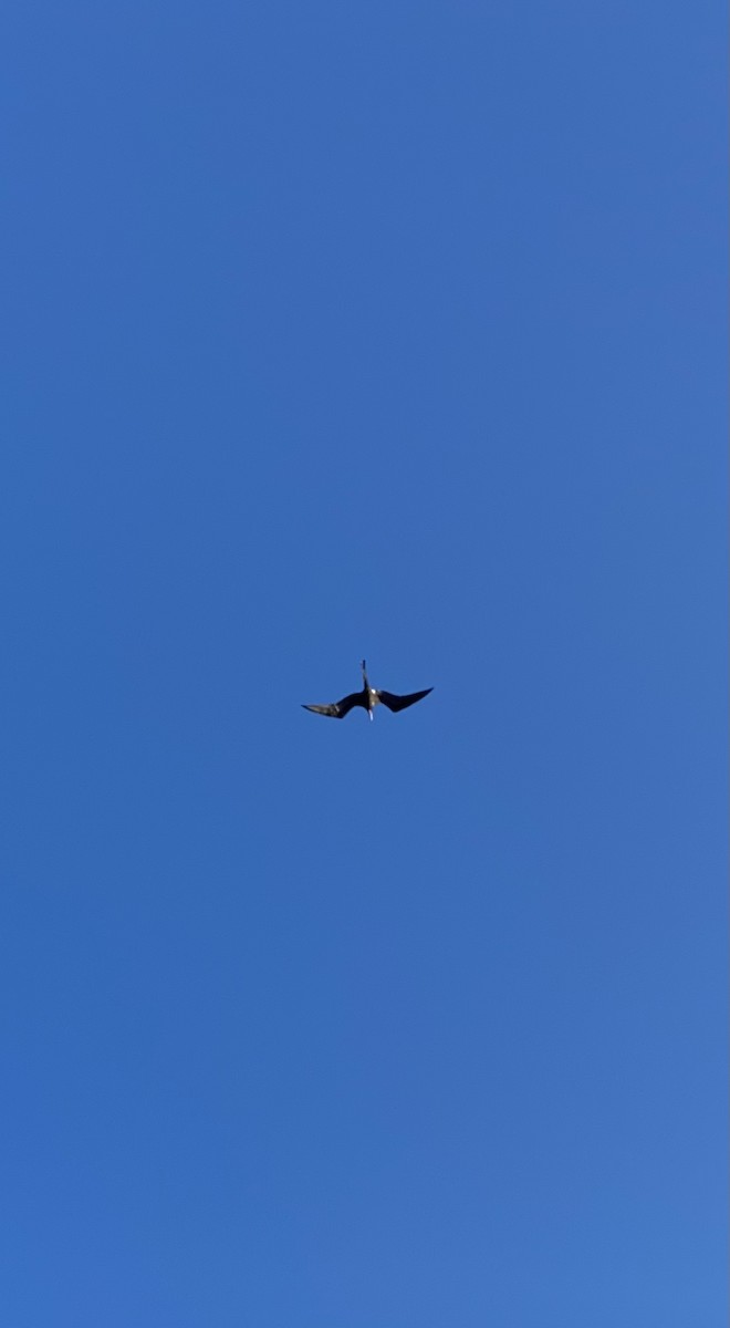 Magnificent Frigatebird - ML398574721