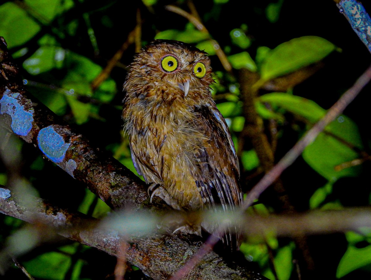Andaman Scops-Owl - ML398574791