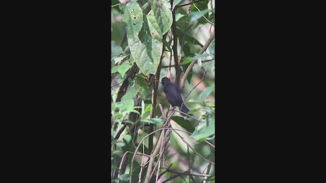 Sooty Grassquit - ML398575901