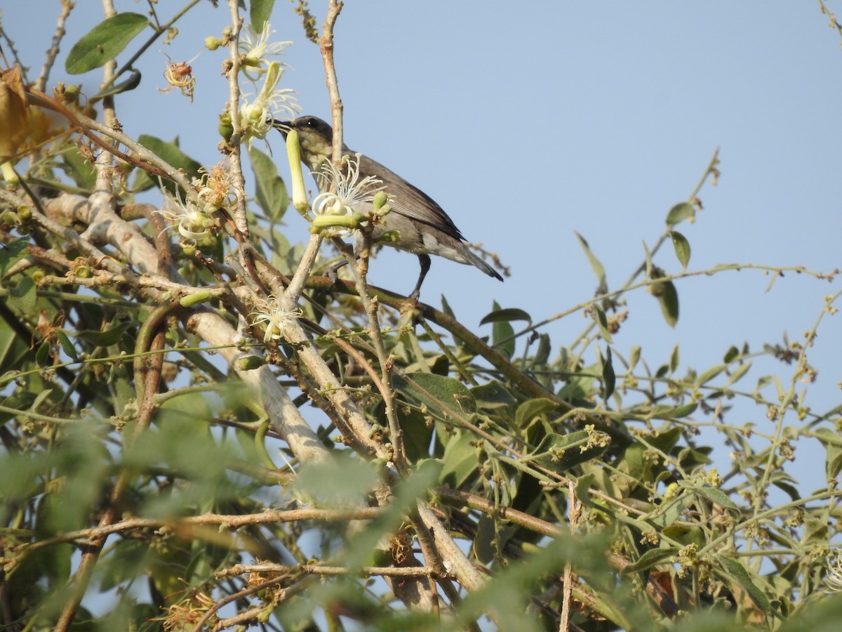 Common Woodshrike - ML398576201