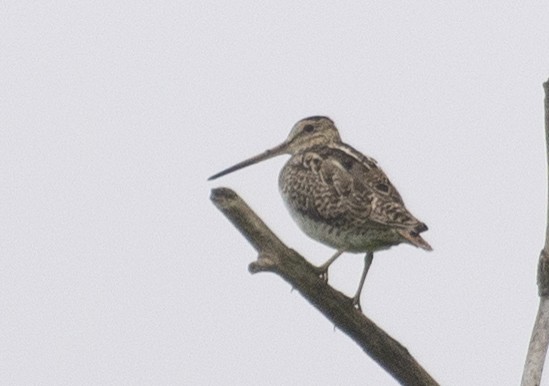 Latham's Snipe - ML398578041