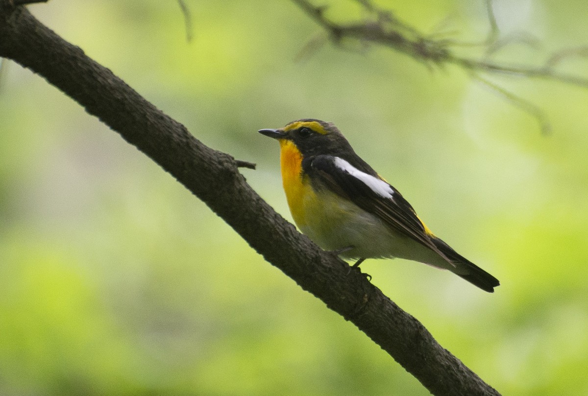 Narcissus Flycatcher - ML398578491