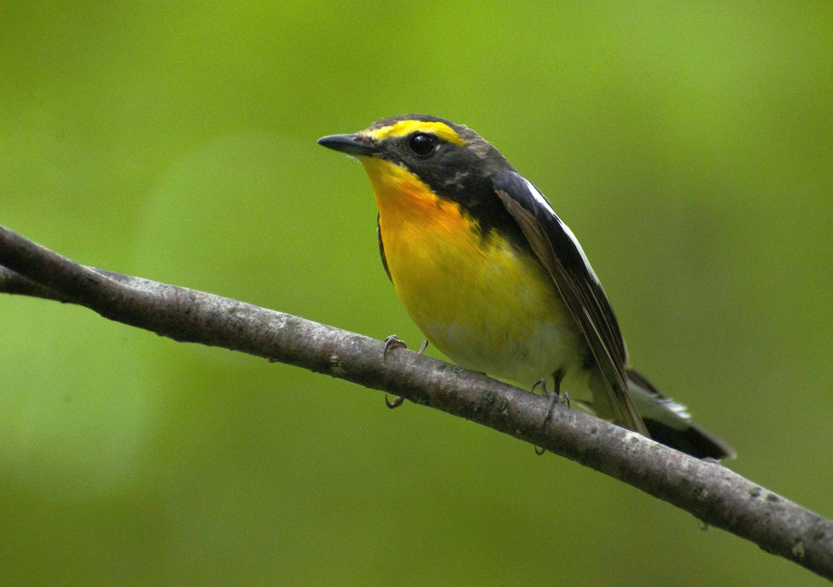 Narcissus Flycatcher - ML398578821